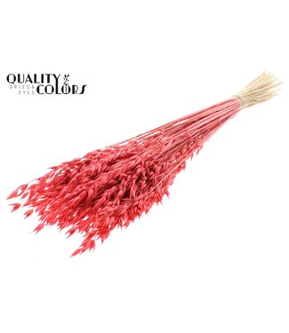 QC Avena Premium avoine séchée | Couleur corail | Longueur ± 65 centimètres | ± 190 grammes | Par bouquet