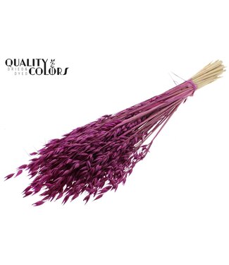 QC Avena Premium avoine séchée | Lilas | Longueur ± 65 centimètres | ± 190 grammes | Par bouquet
