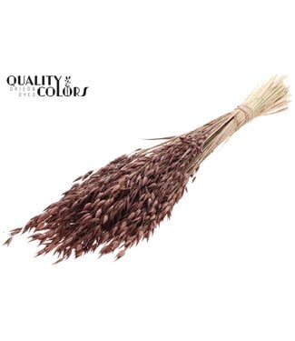 QC Avena Premium avoine séchée | Marron | Longueur ± 65 centimètres | ± 190 grammes | Par bouquet
