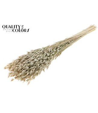 QC Avena Premium avoine séchée | Naturel Blanc | Longueur ± 65 centimètres | ± 190 grammes | Par bouquet