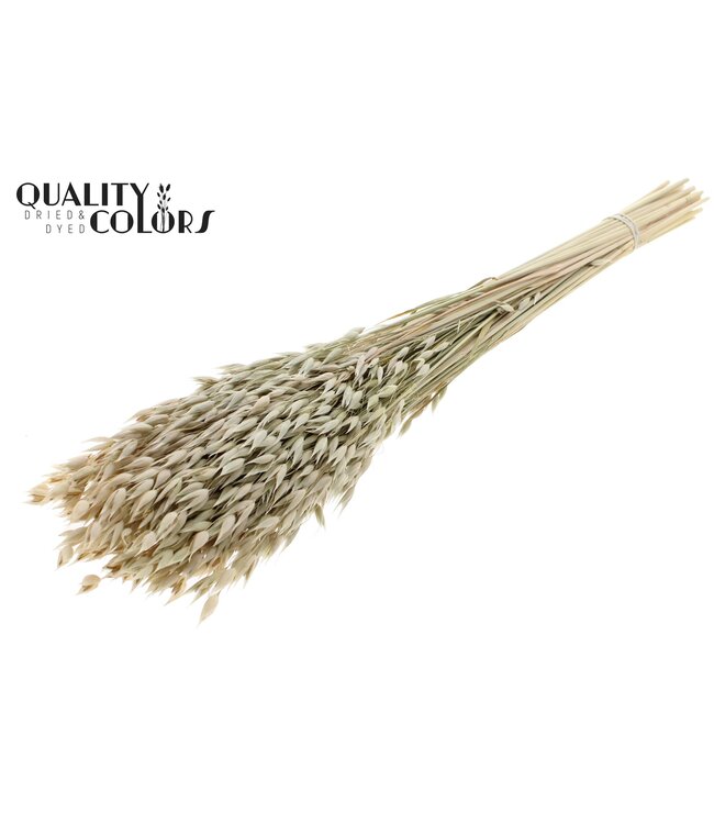 Avena Premium avoine séchée | Naturel Blanc | Longueur ± 65 centimètres | ± 190 grammes | À commander par bouquet