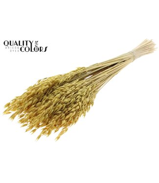 QC Avena Premium avoine séchée | Jaune | Longueur ± 65 centimètres | ± 190 grammes | Par bouquet