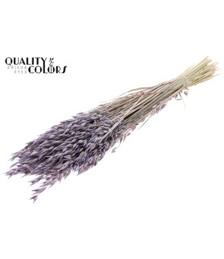 QC Avena Premium avoine séchée | Milka givré | Longueur ± 65 centimètres | ± 190 grammes | Par bouquet