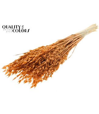 QC Avena Premium avoine séchée | Terre cuite | Longueur ± 65 centimètres | ± 190 grammes | Par bouquet