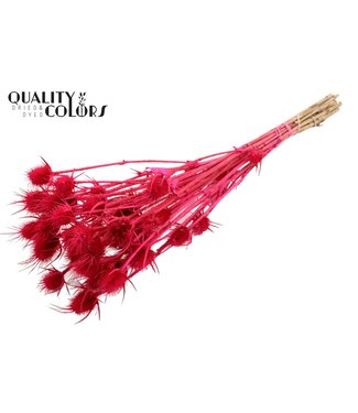 QC Cardi Distel fleurs séchées | Cerise Blanchie | Longueur ± 55 centimètres | 10 tiges par bouquet | Par bouquet