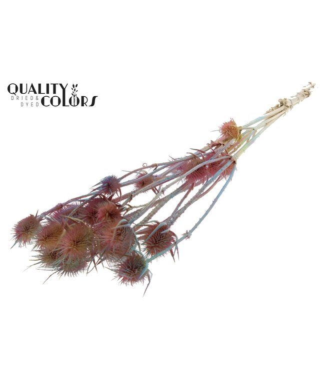 Cardi Distel fleurs séchées | Dégradé Rose Blanchi | Longueur ± 70 centimètres | 5 tiges par bouquet | À commander par bouquet