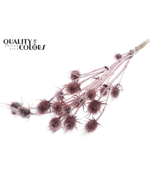 Cardi Distel fleurs séchées | Couleur champagne avec paillettes | Longueur ± 70 centimètres | 5 branches par bouquet | À commander par bouquet