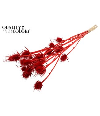 QC Cardi Distel fleurs séchées | Rouge Blanchi | Longueur ± 70 centimètres | 5 branches par bouquet | Par bouquet