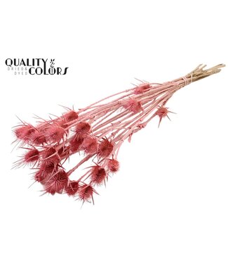 QC Cardi Distel fleurs séchées | Rose Givré | Longueur ± 55 centimètres | 10 tiges par bouquet | Par bouquet