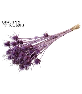QC Cardi Distel fleurs séchées | Milka givré | Longueur ± 55 centimètres | 10 tiges par bouquet | Par bouquet
