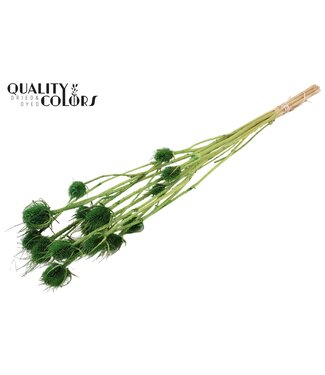 QC Cardi Distel fleurs séchées | Vert clair blanchi | Longueur ± 70 centimètres | 5 branches par bouquet | Par bouquet