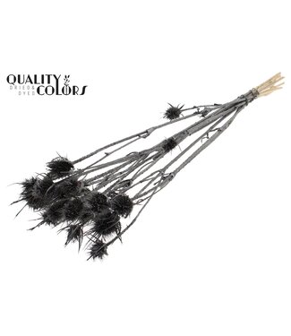QC Cardi Distel fleurs séchées | Graphite Métallique | Longueur ± 55 centimètres | 10 tiges par bouquet | Par bouquet