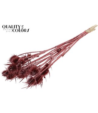 QC Cardi Distel fleurs séchées | Rouge Métallique | Longueur ± 55 centimètres | 10 tiges par bouquet | Par bouquet