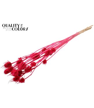 QC Cardi Distel fleurs séchées | Cerise Blanchi | Longueur ± 70 centimètres | 5 branches par bouquet | Par bouquet