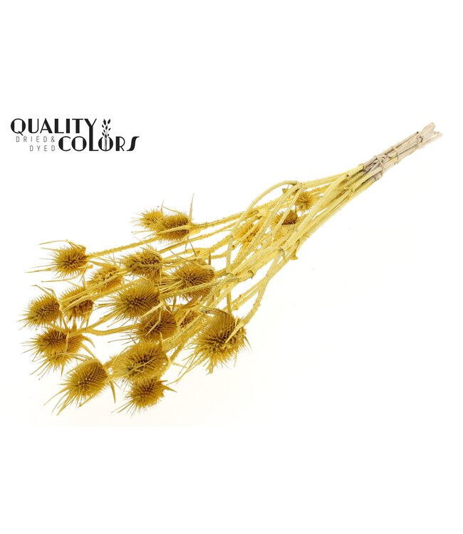 Cardi Distel fleurs séchées | Jaune Métallique | Longueur ± 55 centimètres | 10 tiges par bouquet | À commander par bouquet