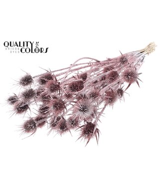 QC Cardi Distel fleurs séchées | Couleur champagne avec paillettes | Longueur ± 55 centimètres | 10 tiges par bouquet | Par bouquet