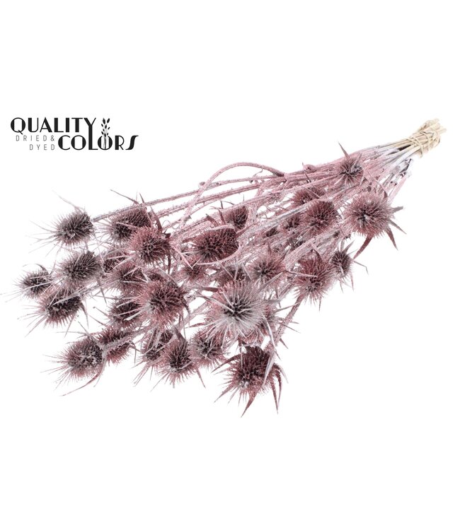 Cardi Distel fleurs séchées | Couleur champagne avec paillettes | Longueur ± 55 centimètres | 10 tiges par bouquet | À commander par bouquet