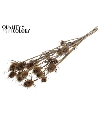 QC Cardi Distel fleurs séchées | Naturel | Longueur ± 70 centimètres | 5 branches par bouquet | Par bouquet