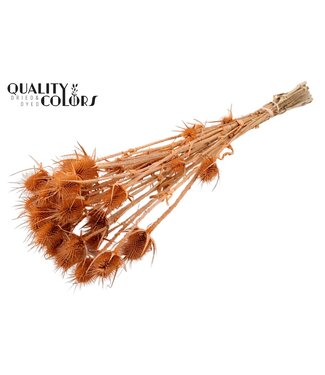QC Cardi Distel fleurs séchées | Saumon Givré | Longueur ± 55 centimètres | 10 tiges par bouquet | Par bouquet
