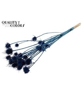 QC Cardi Distel fleurs séchées | Bleu foncé blanchi | Longueur ± 70 centimètres | 5 branches par bouquet | Par bouquet