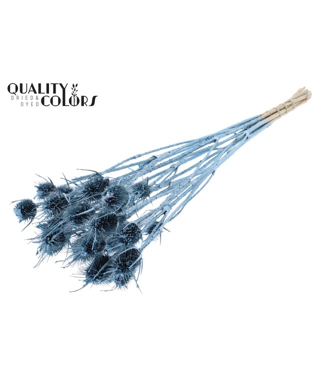 Cardi Distel fleurs séchées | Bleu Métallique | Longueur ± 55 centimètres | 10 tiges par bouquet | À commander par bouquet