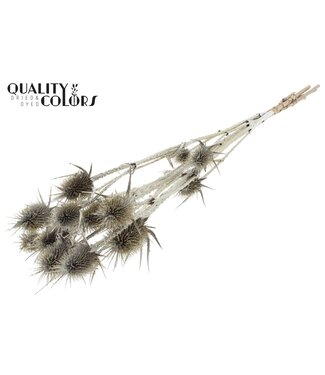 QC Cardi Distel fleurs séchées | Platine avec paillettes | Longueur ± 70 centimètres | 5 branches par bouquet | Par bouquet