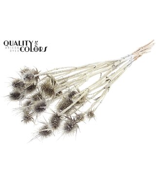 QC Cardi Distel fleurs séchées | Platine avec paillettes | Longueur ± 55 centimètres | 10 tiges par bouquet | Par bouquet