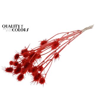 QC Cardi Distel fleurs séchées | Corail blanchi | Longueur ± 70 centimètres | 5 branches par bouquet | Par bouquet