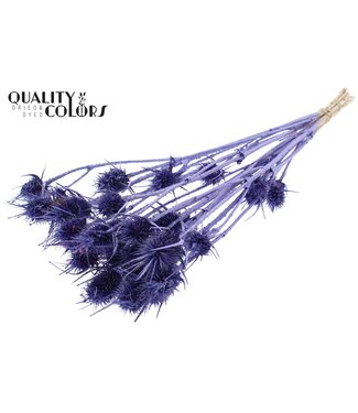 QC Cardi Distel fleurs séchées | Métallique Violet | Longueur ± 55 centimètres | 10 tiges par bouquet | Par bouquet