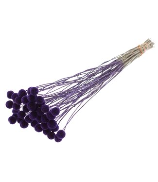 QC Craspedia fleurs séchées | Violet | Longueur ± 65 centimètres | 10 pièces par bouquet | Par bouquet