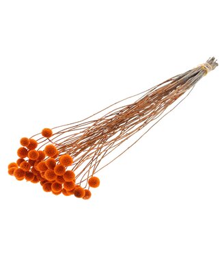 QC Craspedia fleurs séchées | Orange | Longueur ± 65 centimètres | 10 pièces par bouquet | Par bouquet