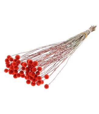 QC Fleurs séchées Craspedia | Couleur corail | Longueur ± 65 centimètres | 10 pièces par bouquet | Par bouquet