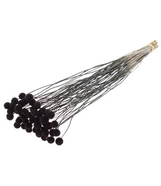 QC Craspedia fleurs séchées | Noir | Longueur ± 65 centimètres | 10 pièces par bouquet | Par bouquet