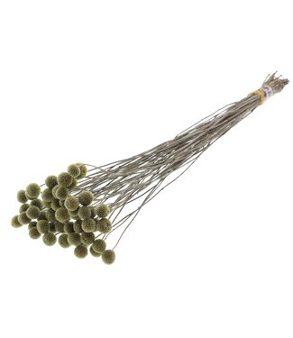QC Fleurs séchées Craspedia | Vert olive | Longueur ± 65 centimètres | 10 pièces par bouquet | Par bouquet