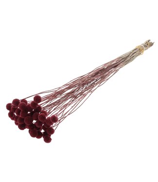QC Fleurs séchées Craspedia | Bourgogne | Longueur ± 65 centimètres | 10 pièces par bouquet | Par bouquet