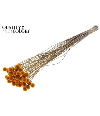 QC Craspedia fleurs séchées | Couleur abricot | Longueur ± 65 centimètres | 10 pièces par bouquet | Par bouquet