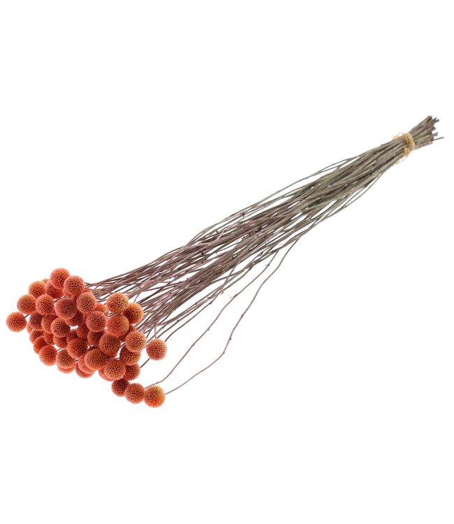 Craspedia fleurs séchées | Saumon givré | Longueur ± 65 centimètres | 10 pièces par bouquet | À commander par bouquet