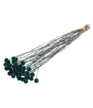QC Fleurs séchées Craspedia | Turquoise | Longueur ± 65 centimètres | 10 pièces par bouquet | Par bouquet