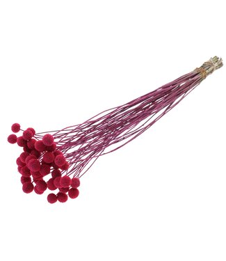 QC Fleurs séchées Craspedia | Cerise Givrée | Longueur ± 65 centimètres | 10 pièces par bouquet | Par bouquet