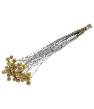 QC Craspedia fleurs séchées | Blanc Givré | Longueur ± 65 centimètres | 10 pièces par bouquet | Par bouquet