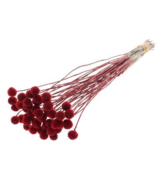 QC Craspedia fleurs séchées | Rouge | Longueur ± 65 centimètres | 10 pièces par bouquet | Par bouquet