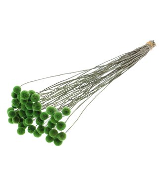 QC Craspedia fleurs séchées | Vert clair | Longueur ± 65 centimètres | 10 pièces par bouquet | Par bouquet