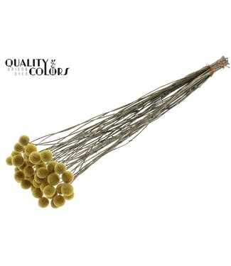 QC Fleurs séchées Craspedia | Jaune Naturel | Longueur ± 65 centimètres | 10 pièces par bouquet | Par bouquet