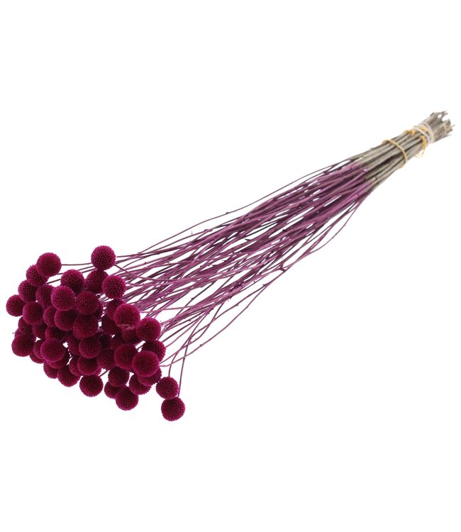 Fleurs séchées Craspedia | Lilas | Longueur ± 65 centimètres | 10 pièces par bouquet | À commander par bouquet