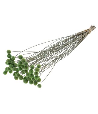QC Craspedia fleurs séchées | Menthe Givrée | Longueur ± 65 centimètres | 10 pièces par bouquet | Par bouquet