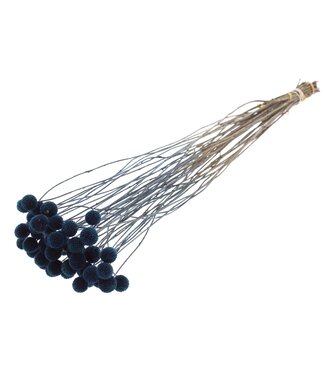 QC Craspedia fleurs séchées | Bleu | Longueur ± 65 centimètres | 10 pièces par bouquet | Par bouquet