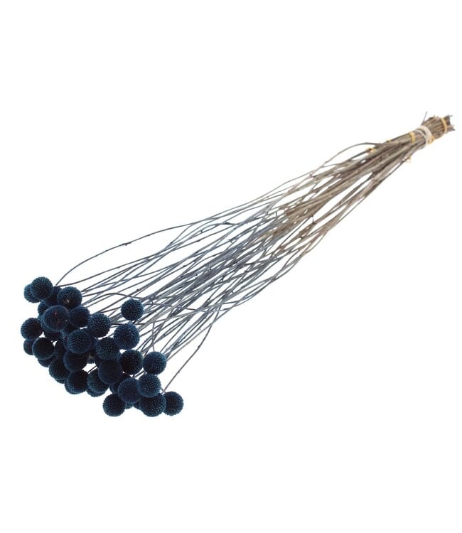 Craspedia fleurs séchées | Bleu | Longueur ± 65 centimètres | 10 pièces par bouquet | À commander par bouquet