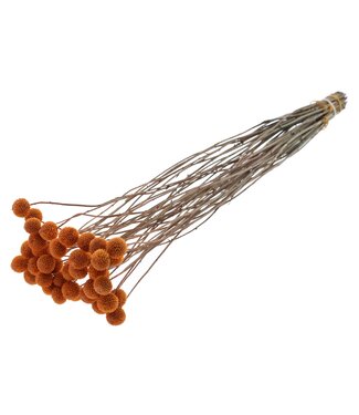 QC Craspedia fleurs séchées | Terracotta | Longueur ± 65 centimètres | 10 pièces par bouquet | Par bouquet