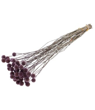 QC Craspedia fleurs séchées | Milka | Longueur ± 65 centimètres | 10 pièces par bouquet | Par bouquet