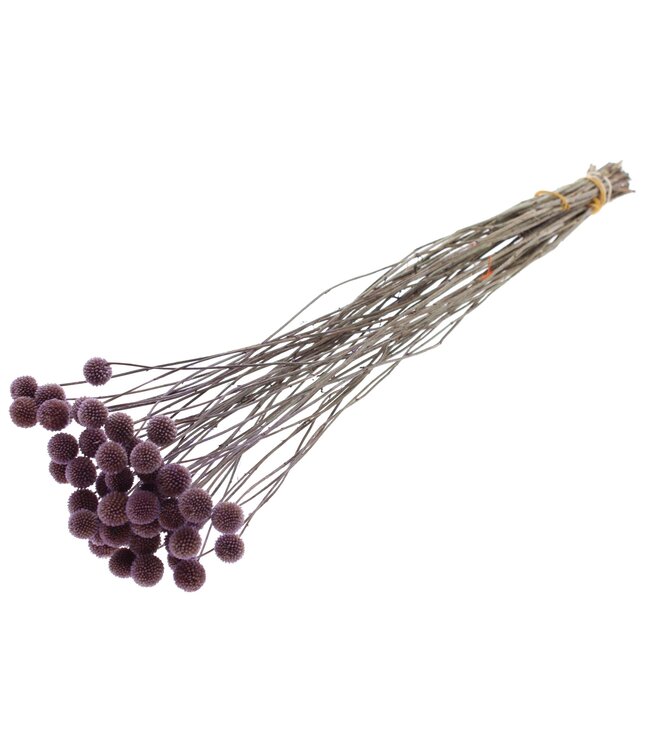 Fleurs séchées Craspedia | Milka | Longueur ± 65 centimètres | 10 pièces par bouquet | À commander par bouquet